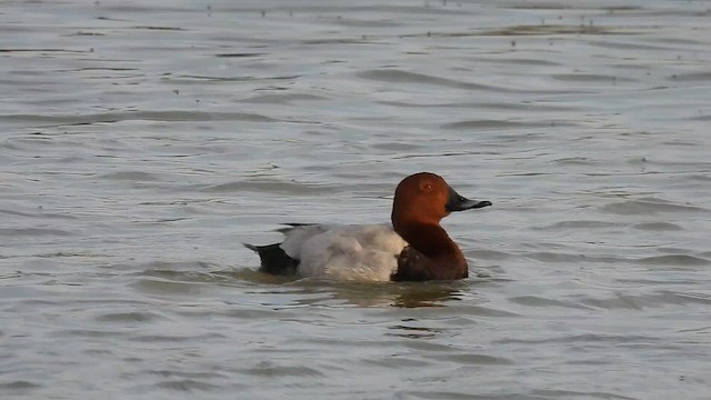 Common Pochard - ML636182456