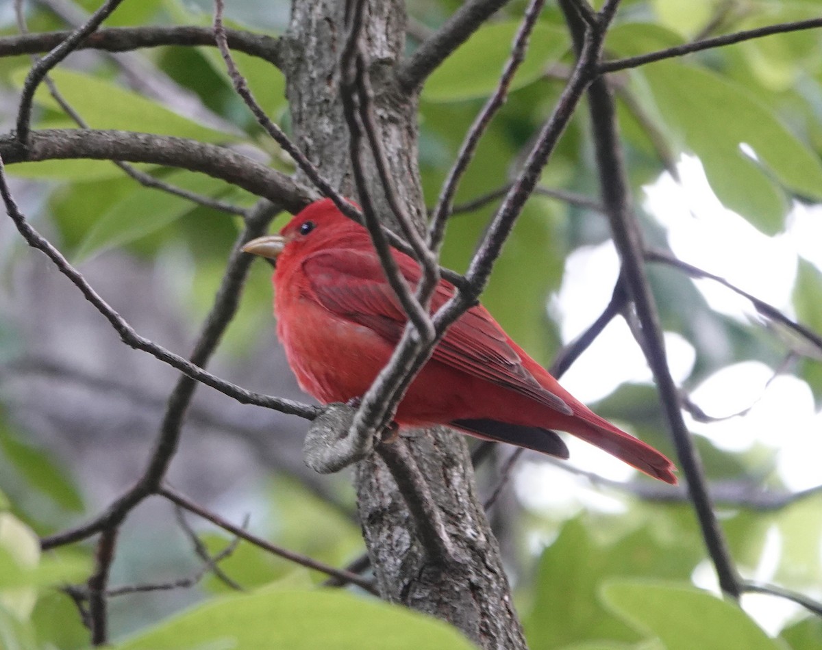 Summer Tanager - ML636182501
