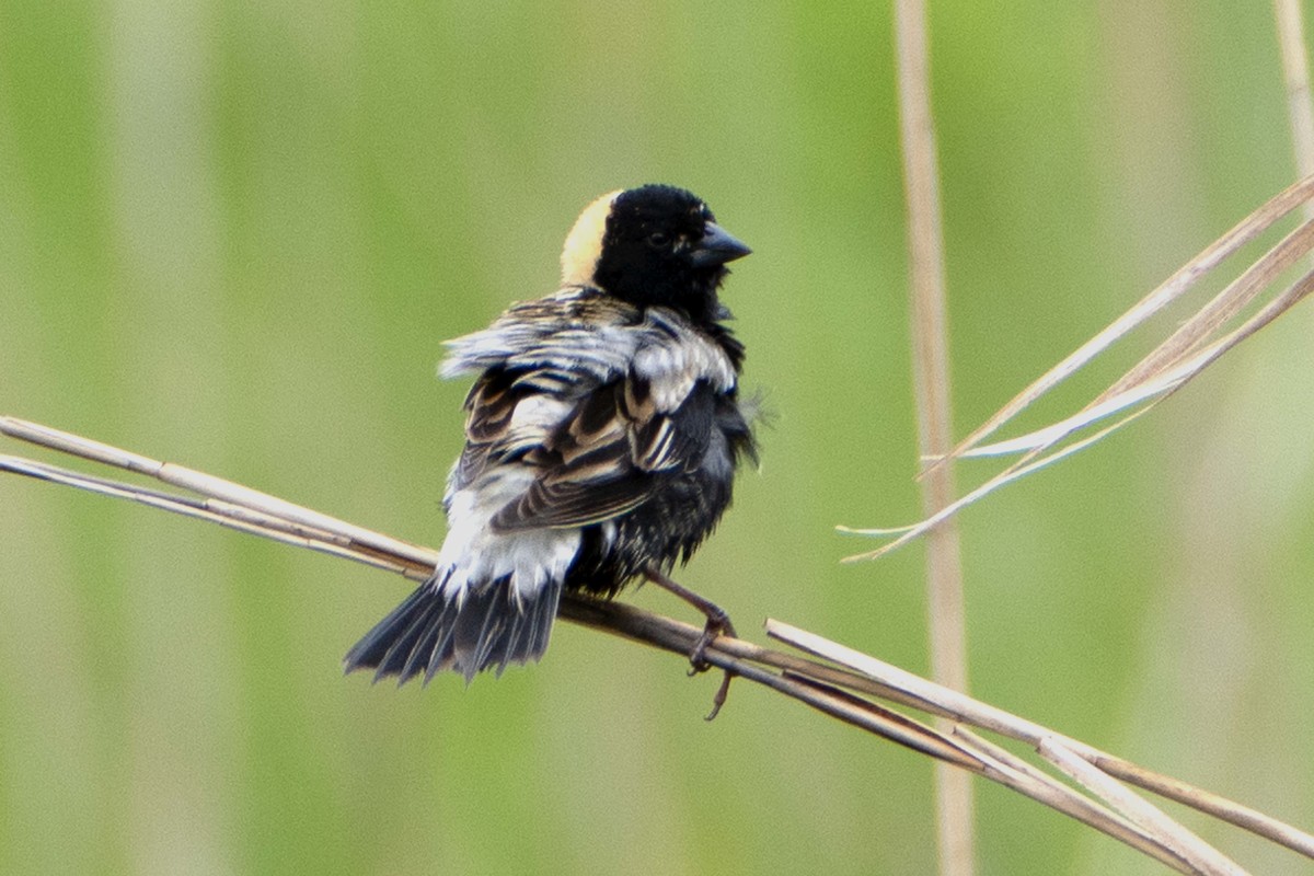 Bobolink - ML636182650