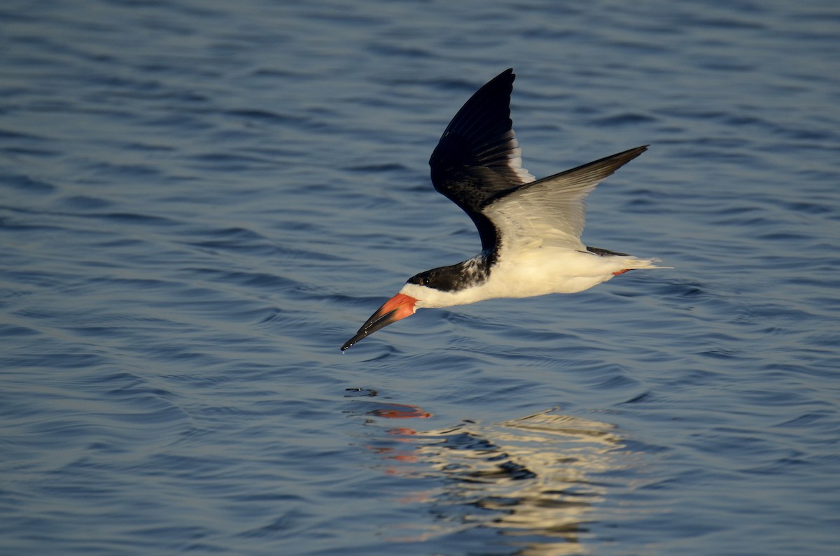 Black Skimmer - ML636182709