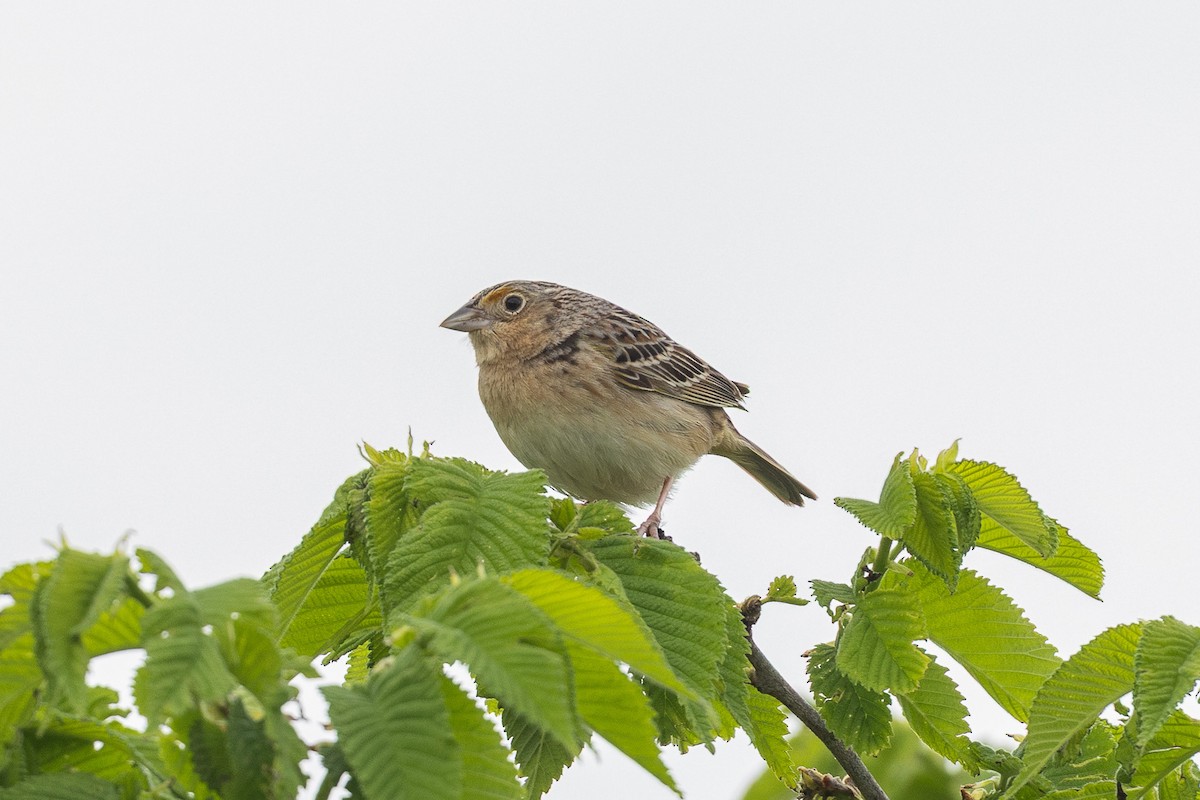 Grasshopper Sparrow - ML636182963