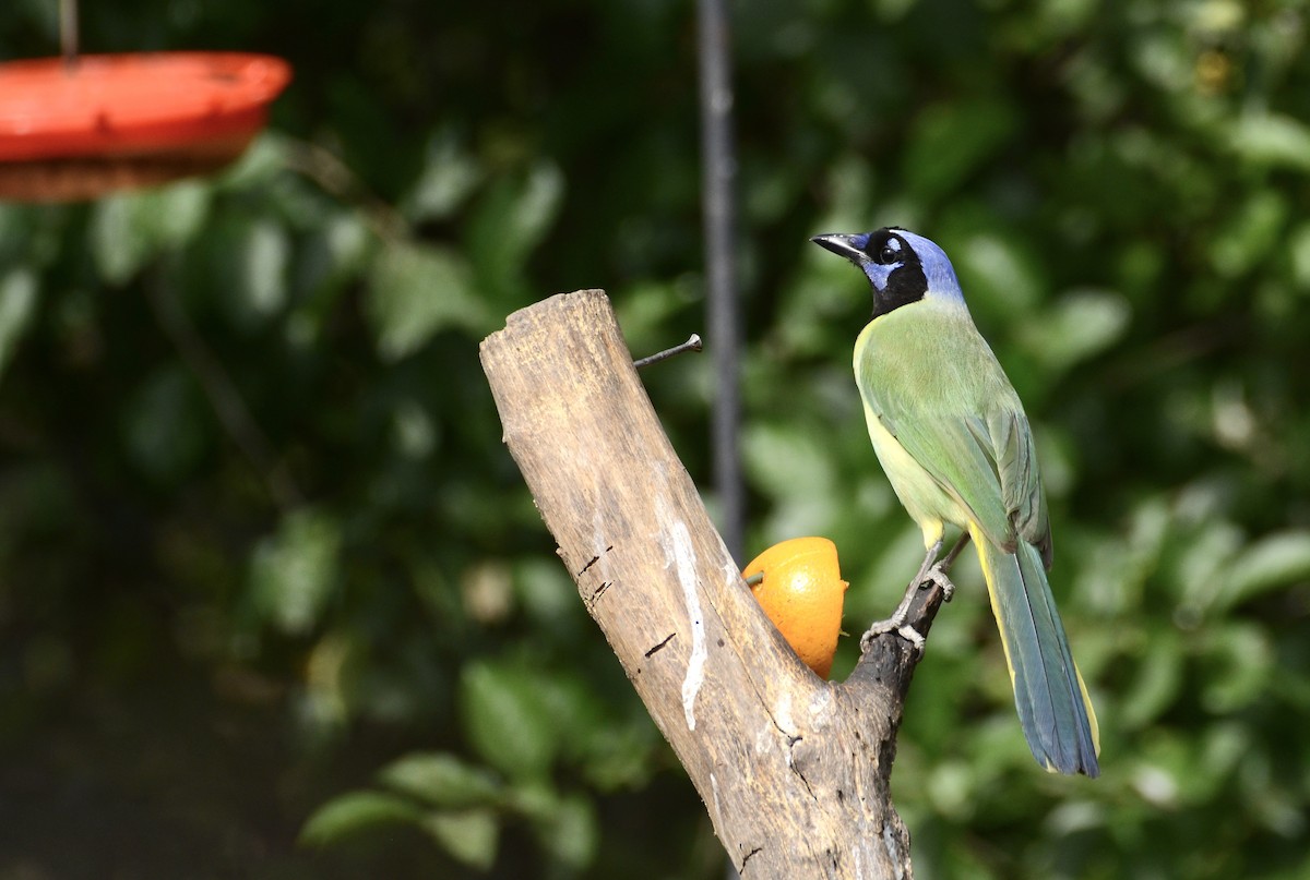 Green Jay - ML636183016