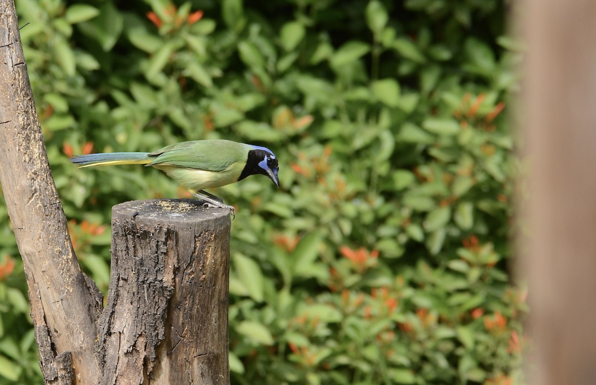 Green Jay - ML636183040