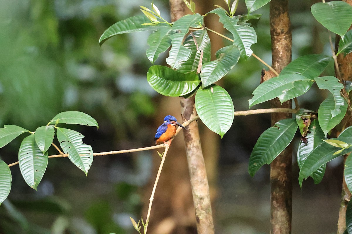 Blue-eared Kingfisher - ML636183044
