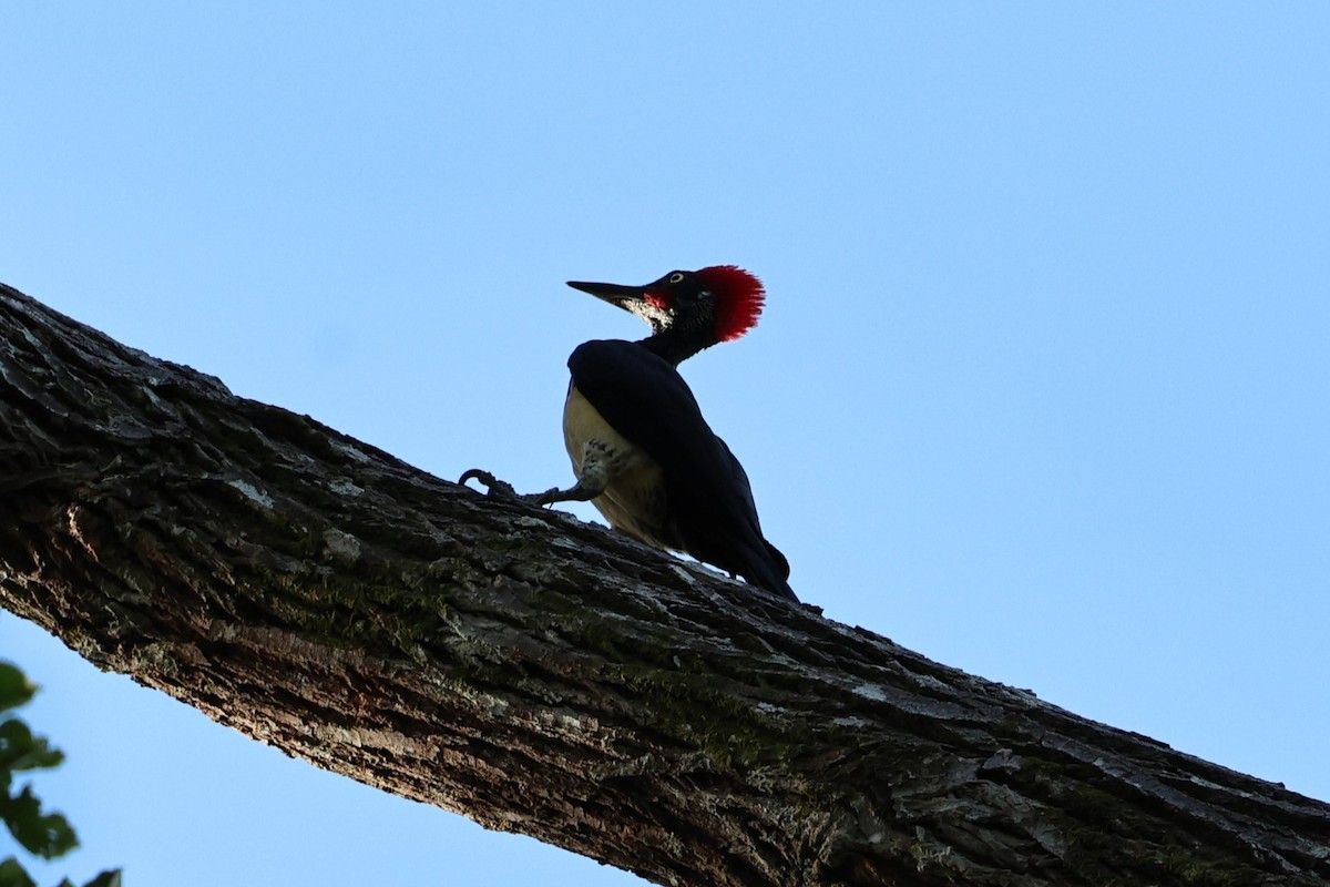 White-bellied Woodpecker - ML636183049