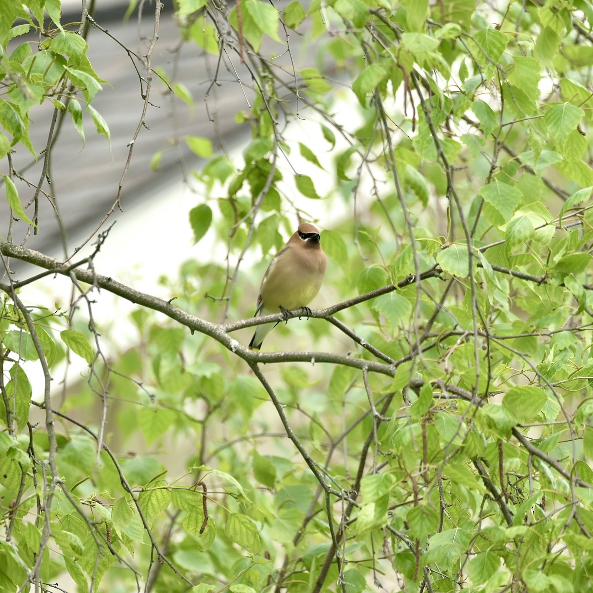 Cedar Waxwing - ML636183079