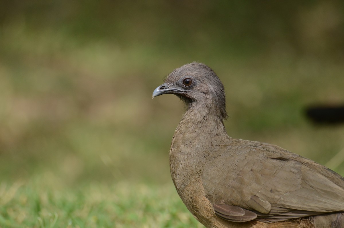 Plain Chachalaca - ML636183082