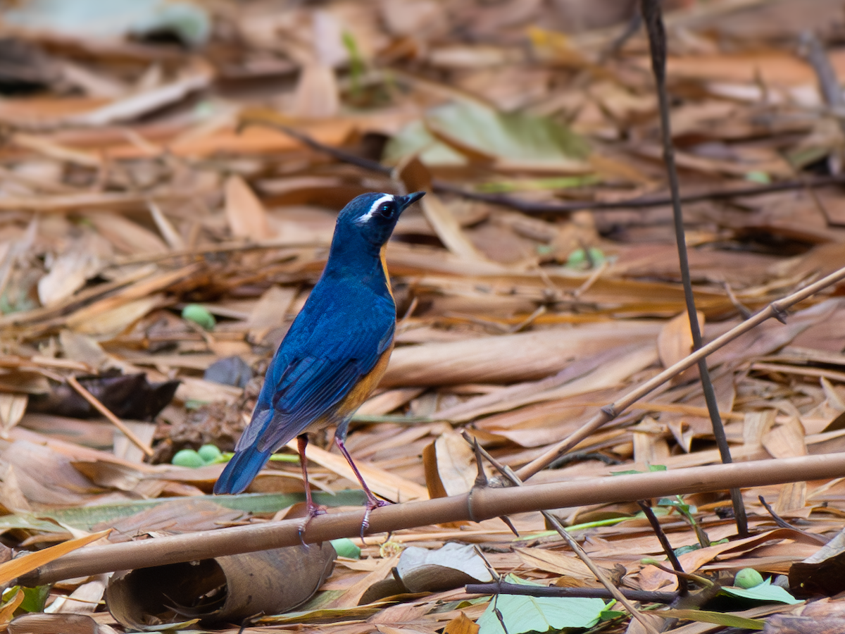 Indian Blue Robin - ML636183104