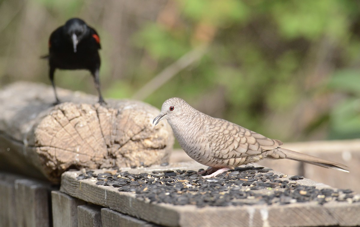 Inca Dove - ML636183140