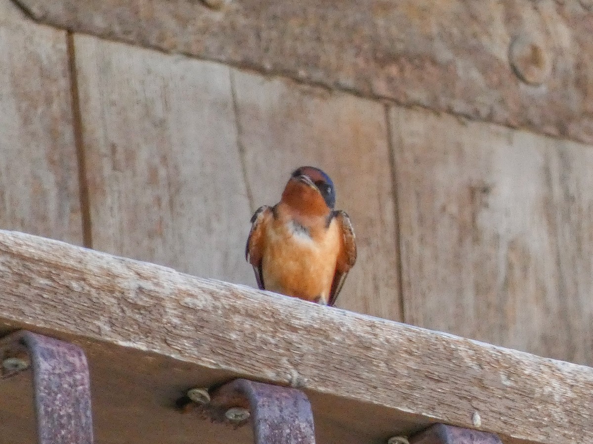 Barn Swallow (American) - ML636183143