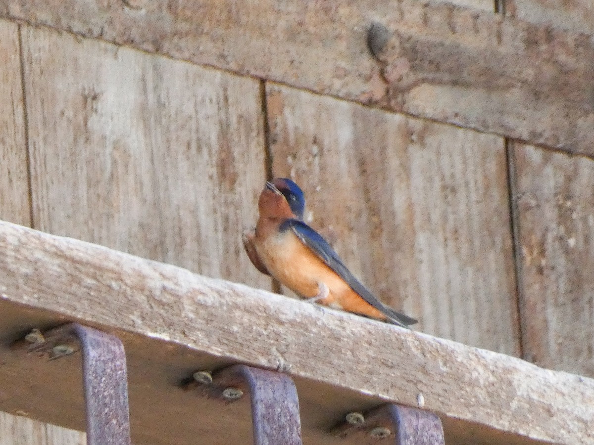 Barn Swallow (American) - ML636183144