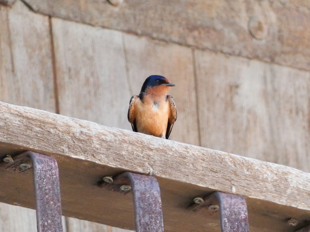 Barn Swallow (American) - ML636183145
