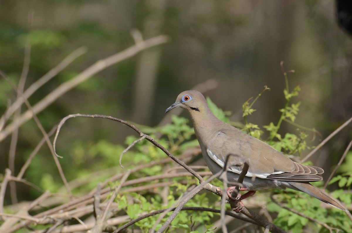 White-winged Dove - ML636183218