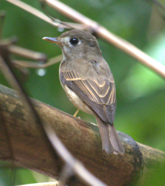 Brown-breasted Flycatcher - ML636183242
