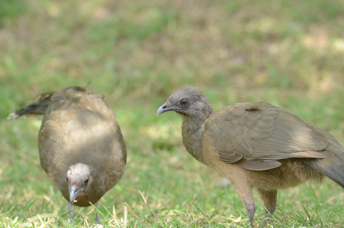 Plain Chachalaca - ML636183250