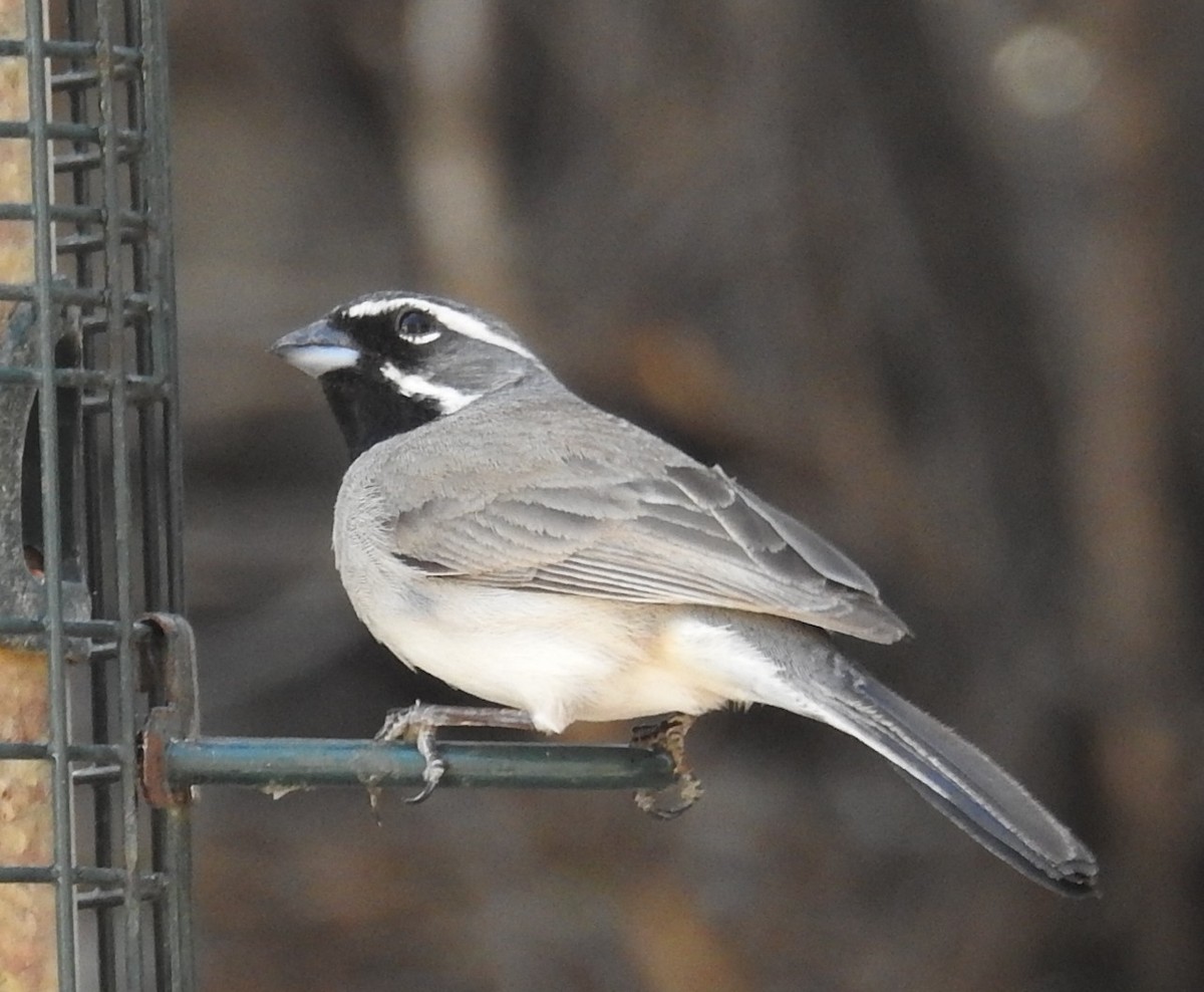 Black-throated Sparrow - ML636183275