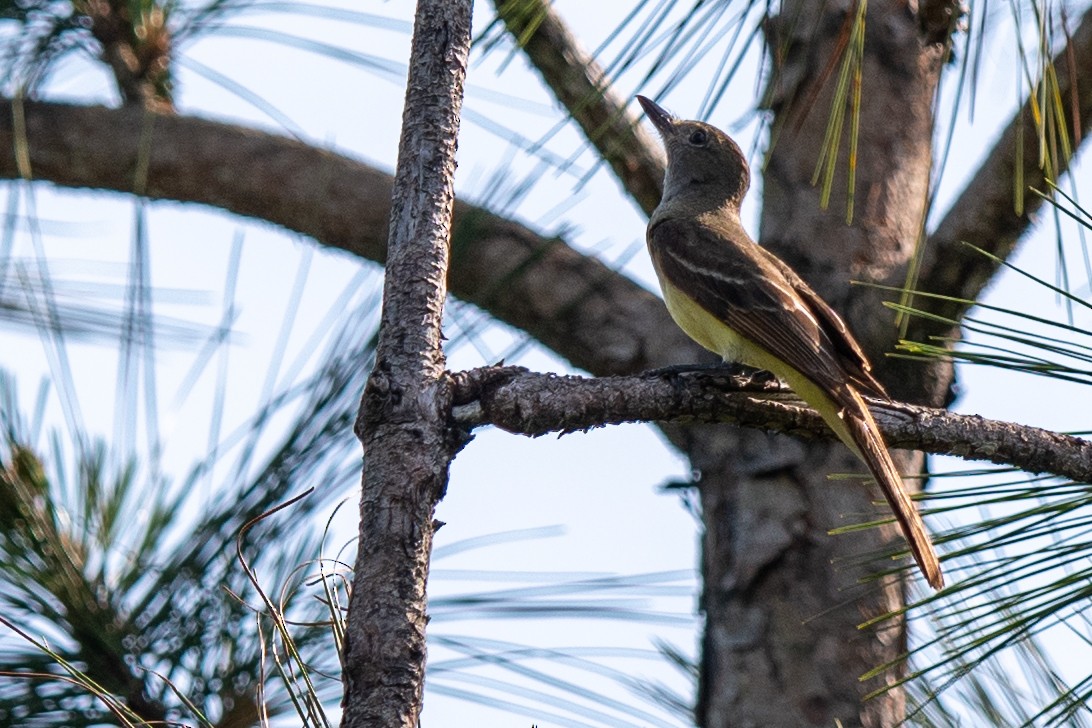 Great Crested Flycatcher - ML636183330