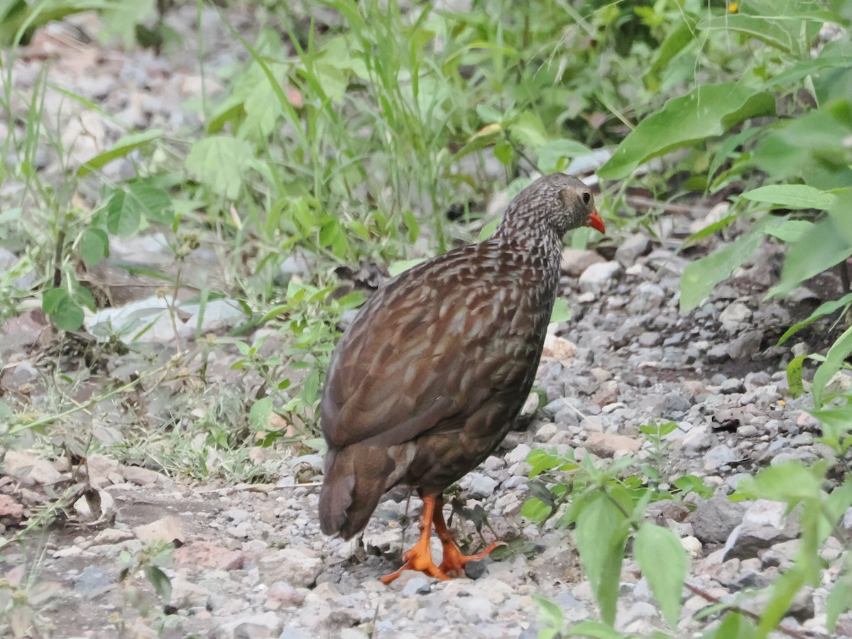 ウロコシャコ - ML636183338