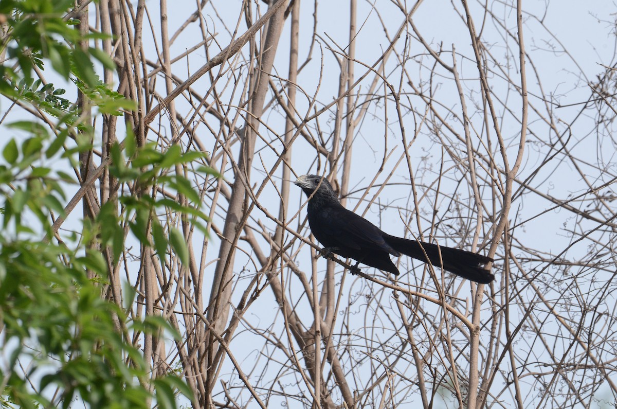 Groove-billed Ani - ML636183350