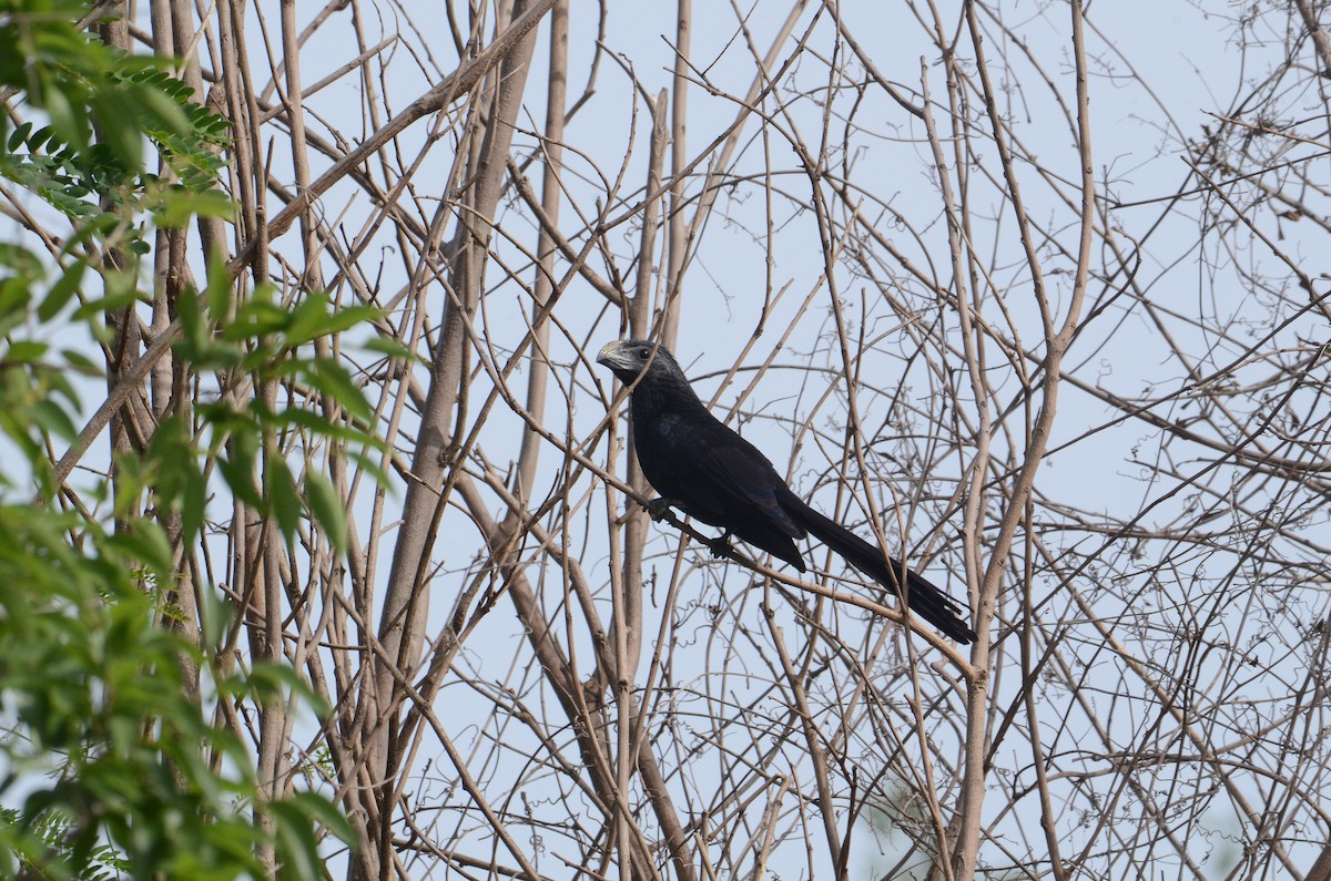 Groove-billed Ani - ML636183351
