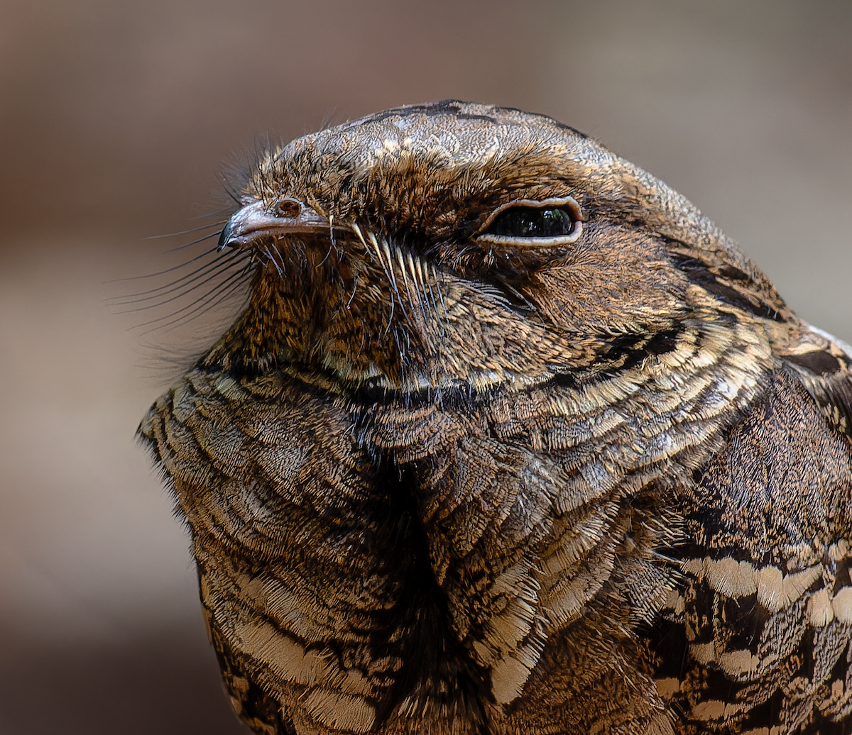 Large-tailed Nightjar - ML636183398