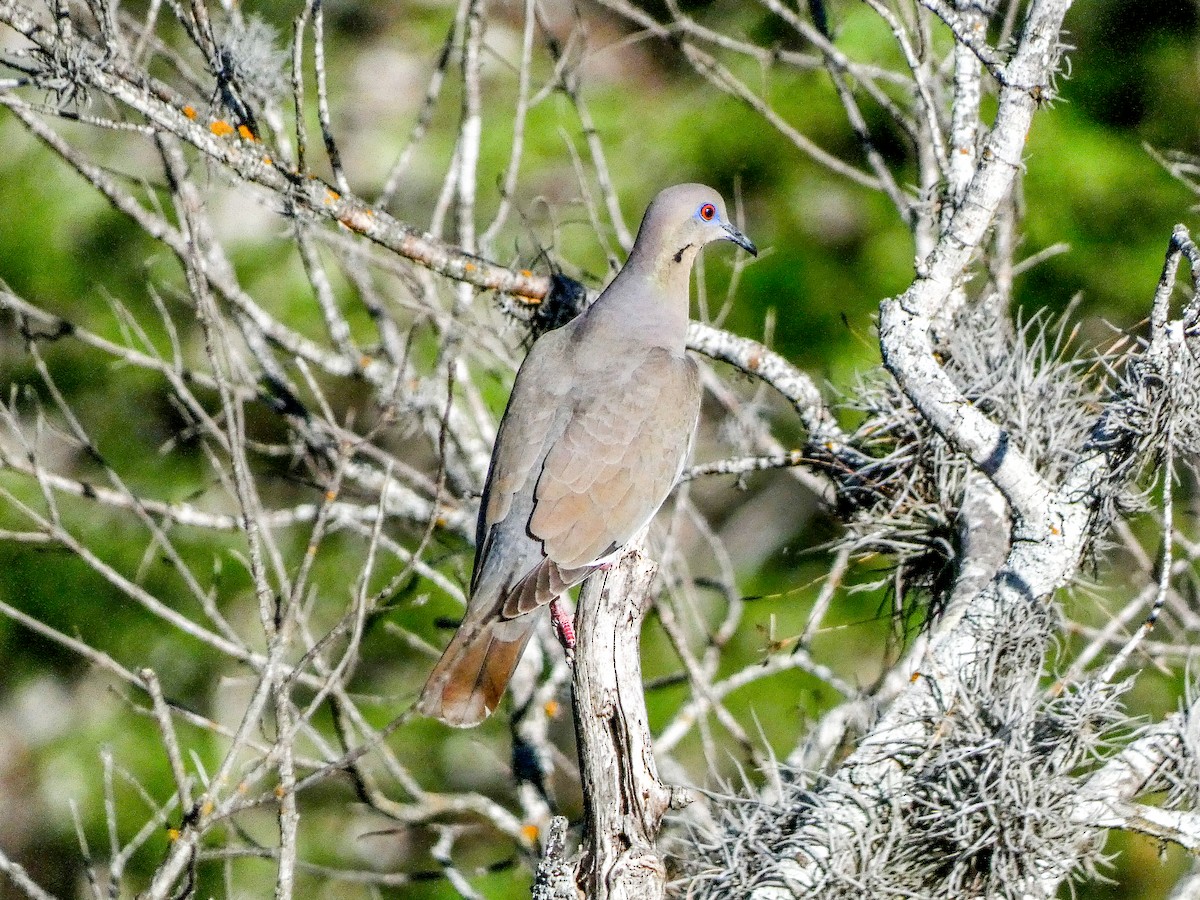 White-winged Dove - ML636183434