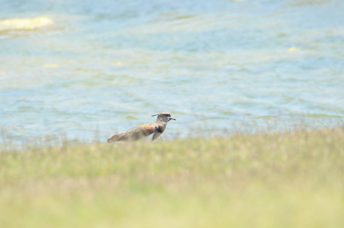 Southern Lapwing - ML636183537