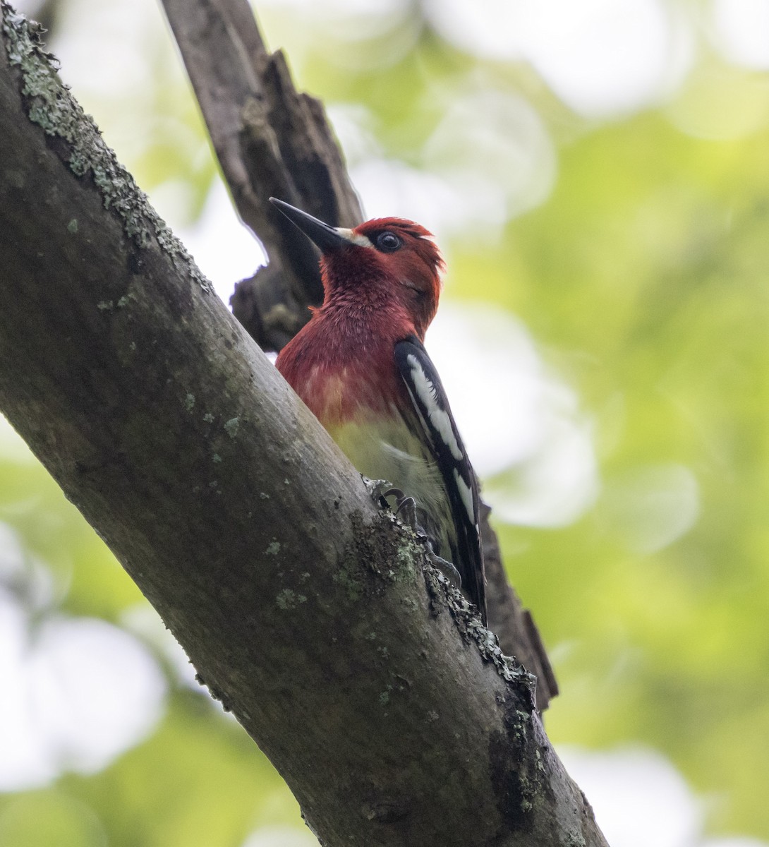 Red-breasted Sapsucker (ruber) - ML636183548