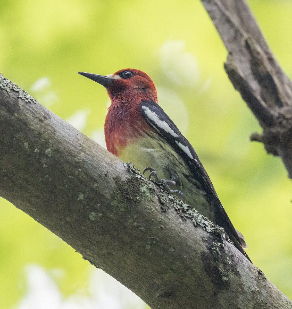 Red-breasted Sapsucker (ruber) - ML636183549