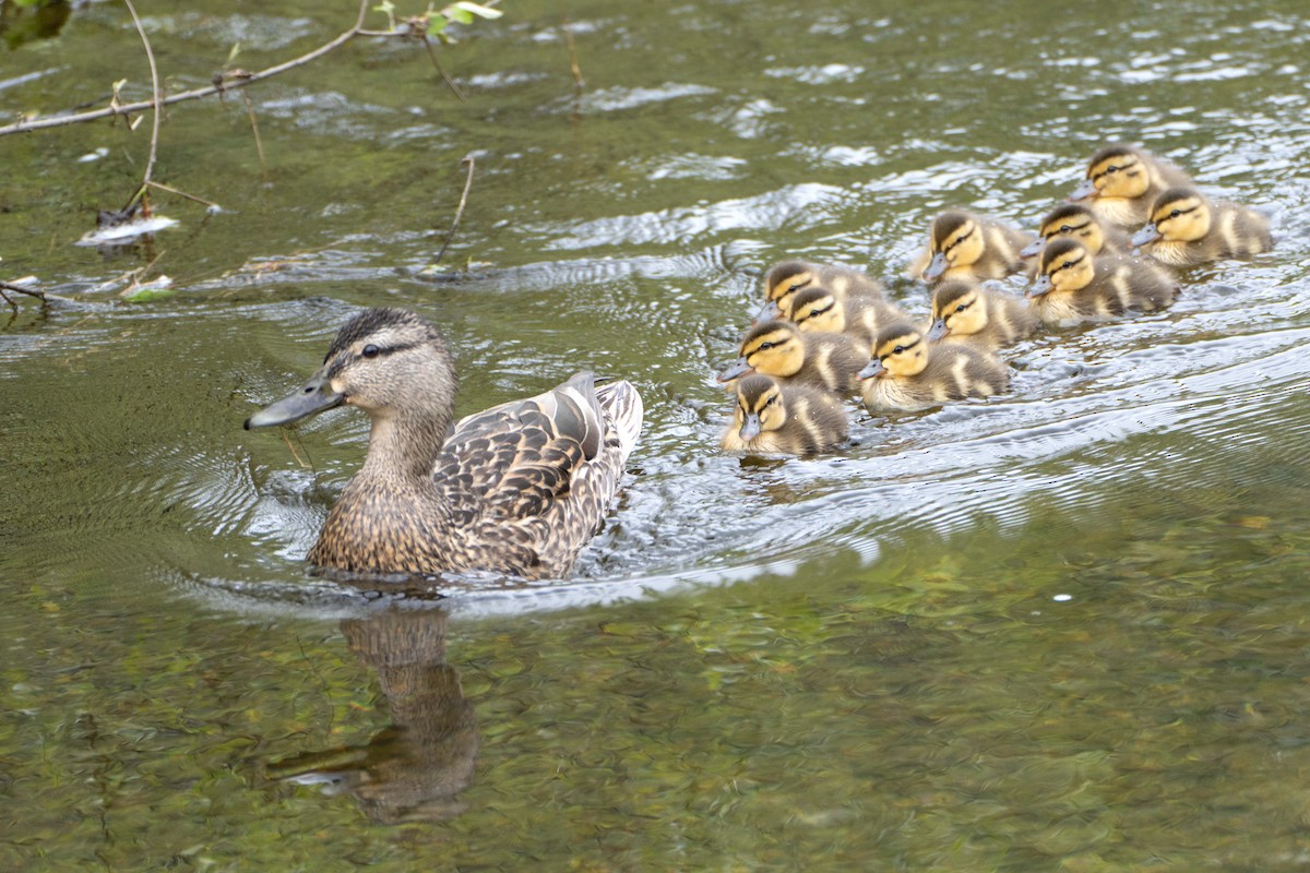 Mallard - ML636183558