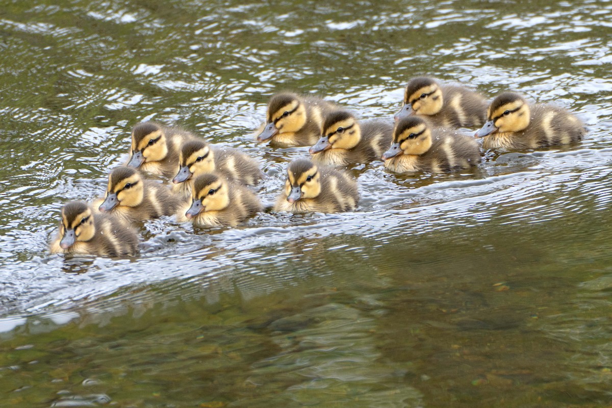 Mallard - ML636183561