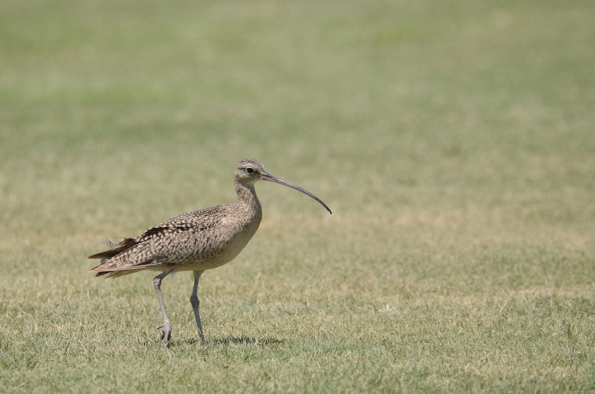 Long-billed Curlew - ML636183627