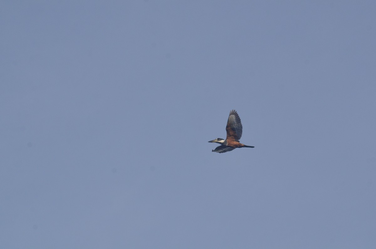 Ringed Kingfisher - ML636183682