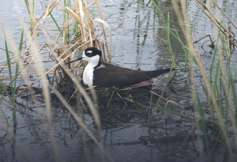 Schwarznacken-Stelzenläufer - ML636183683