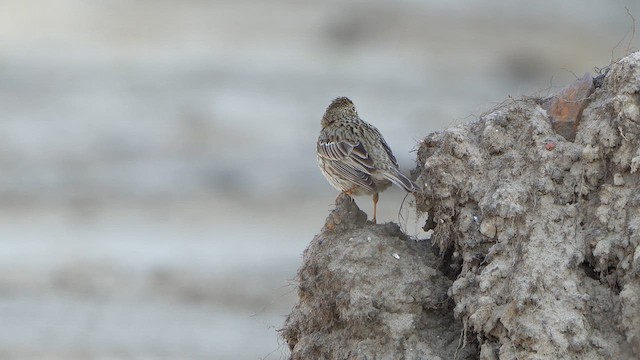 Corn Bunting - ML636183728