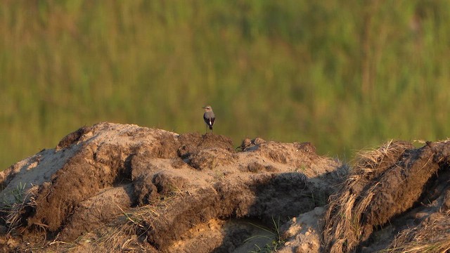 Northern Wheatear - ML636183740