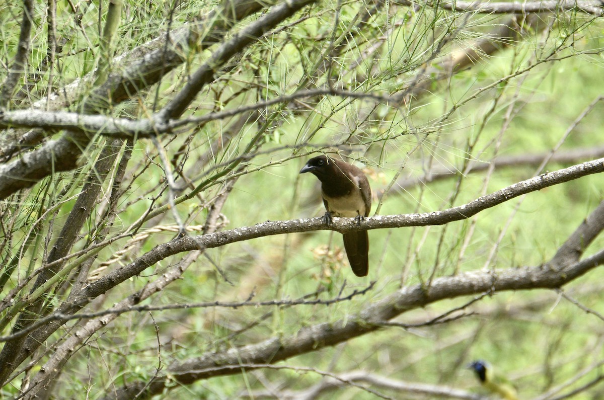 Brown Jay - ML636183778