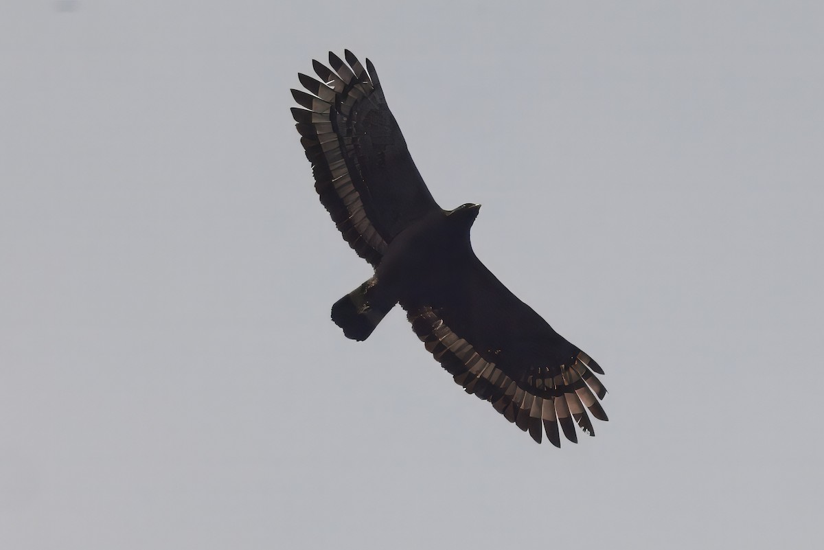 Crested Serpent-Eagle - ML636183792