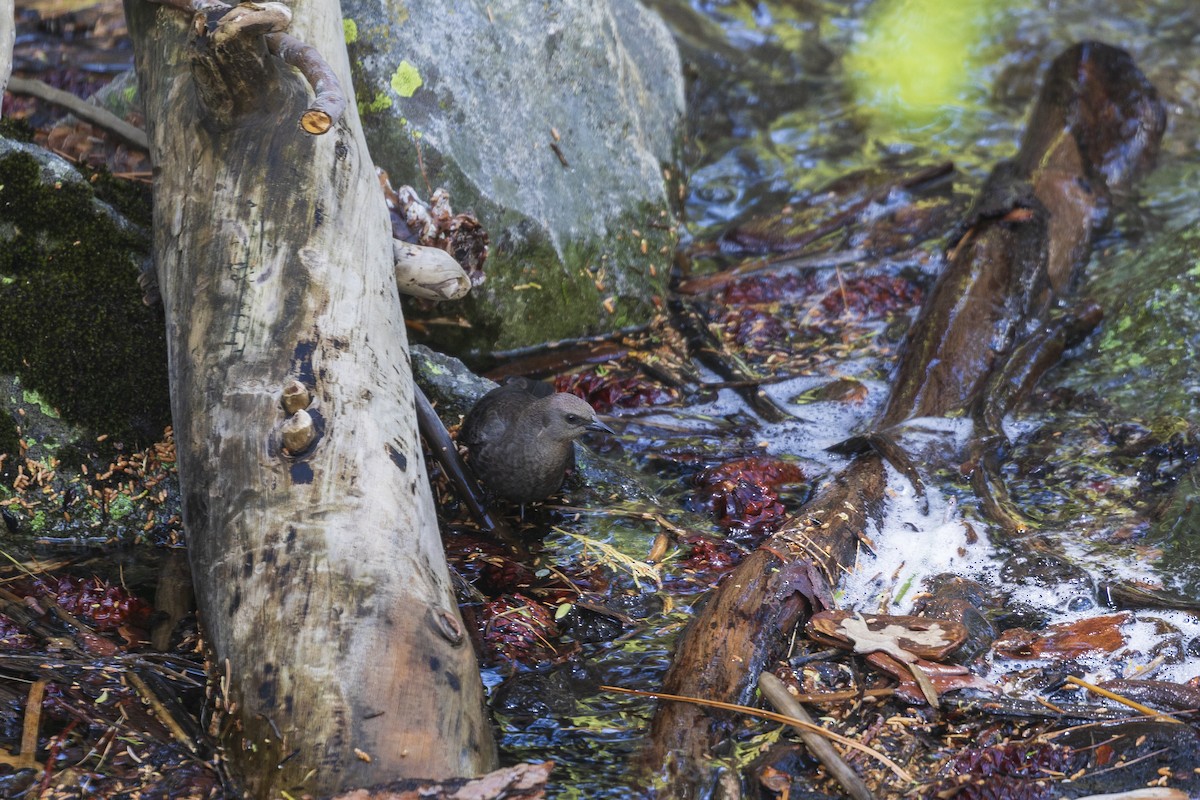 American Dipper - ML636183797