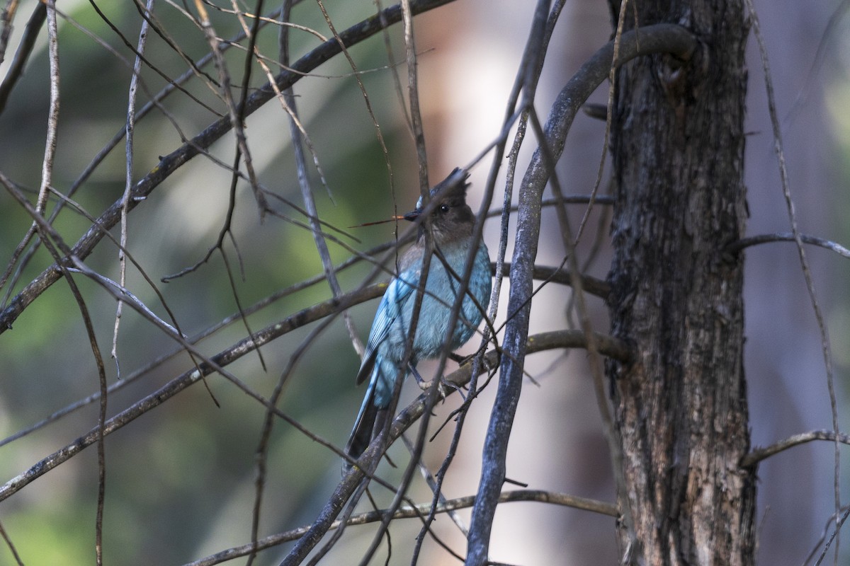 Steller's Jay - ML636183849