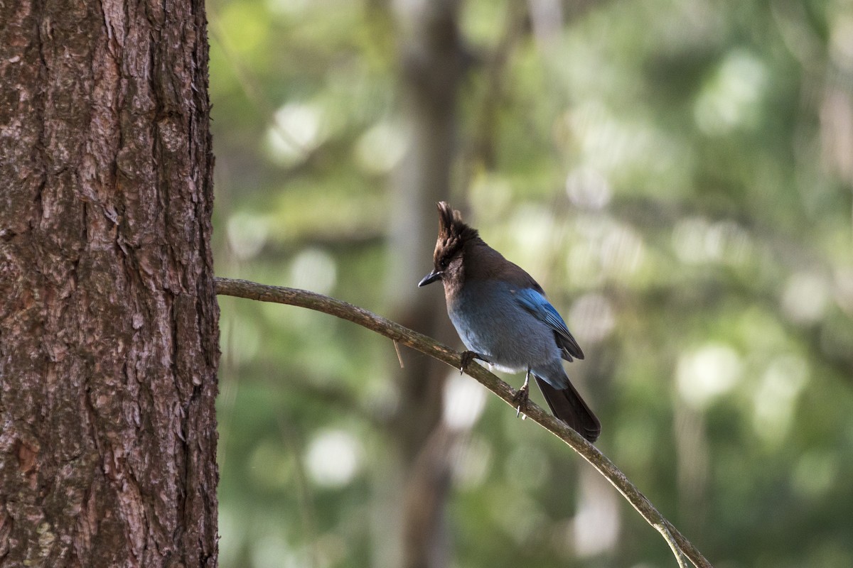 Steller's Jay - ML636183850