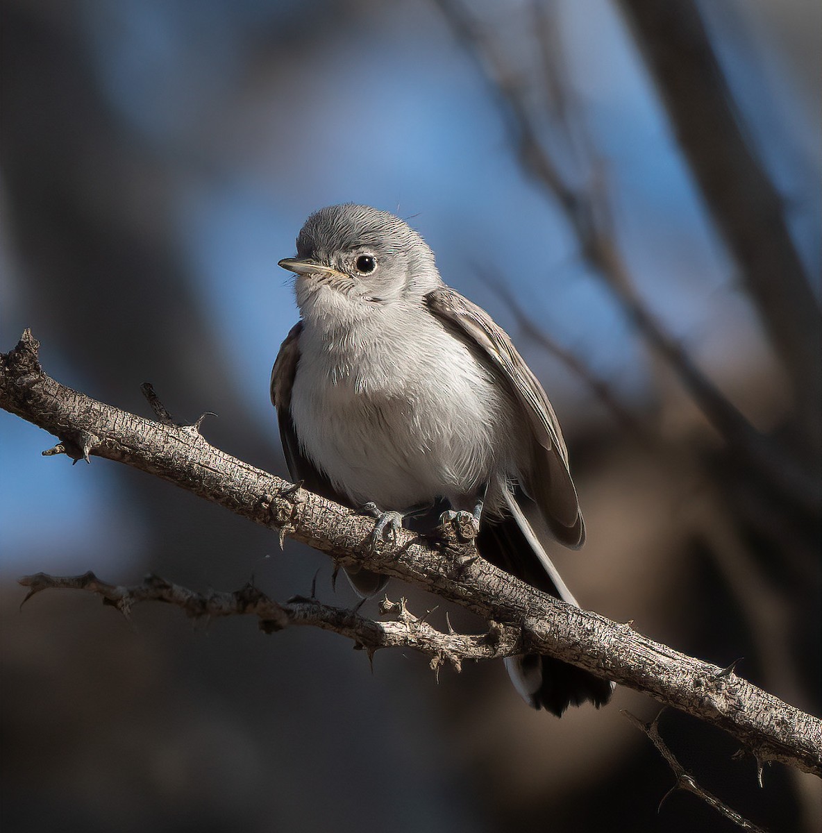 Black-tailed Gnatcatcher - ML636183855