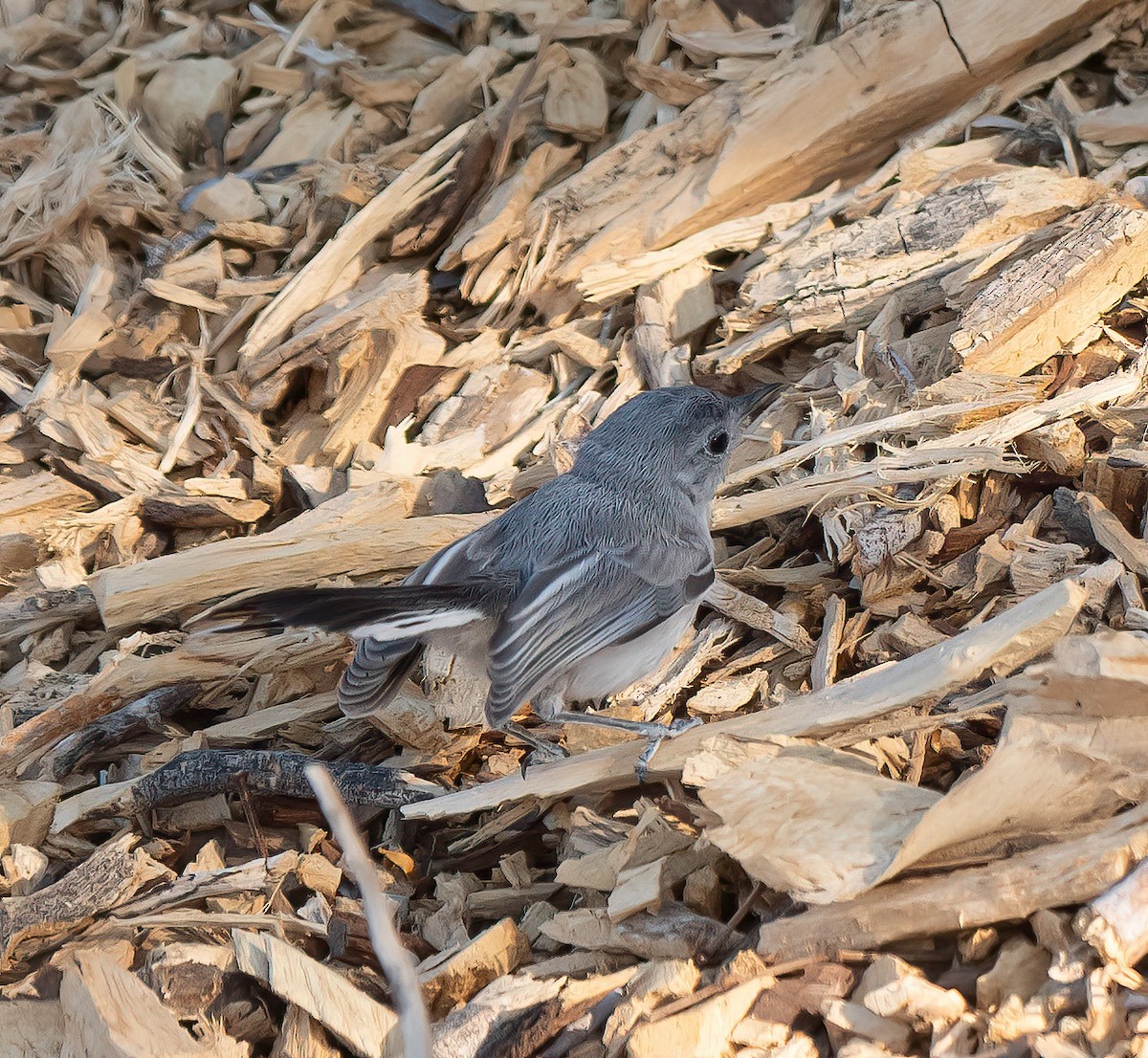 Black-tailed Gnatcatcher - ML636183858