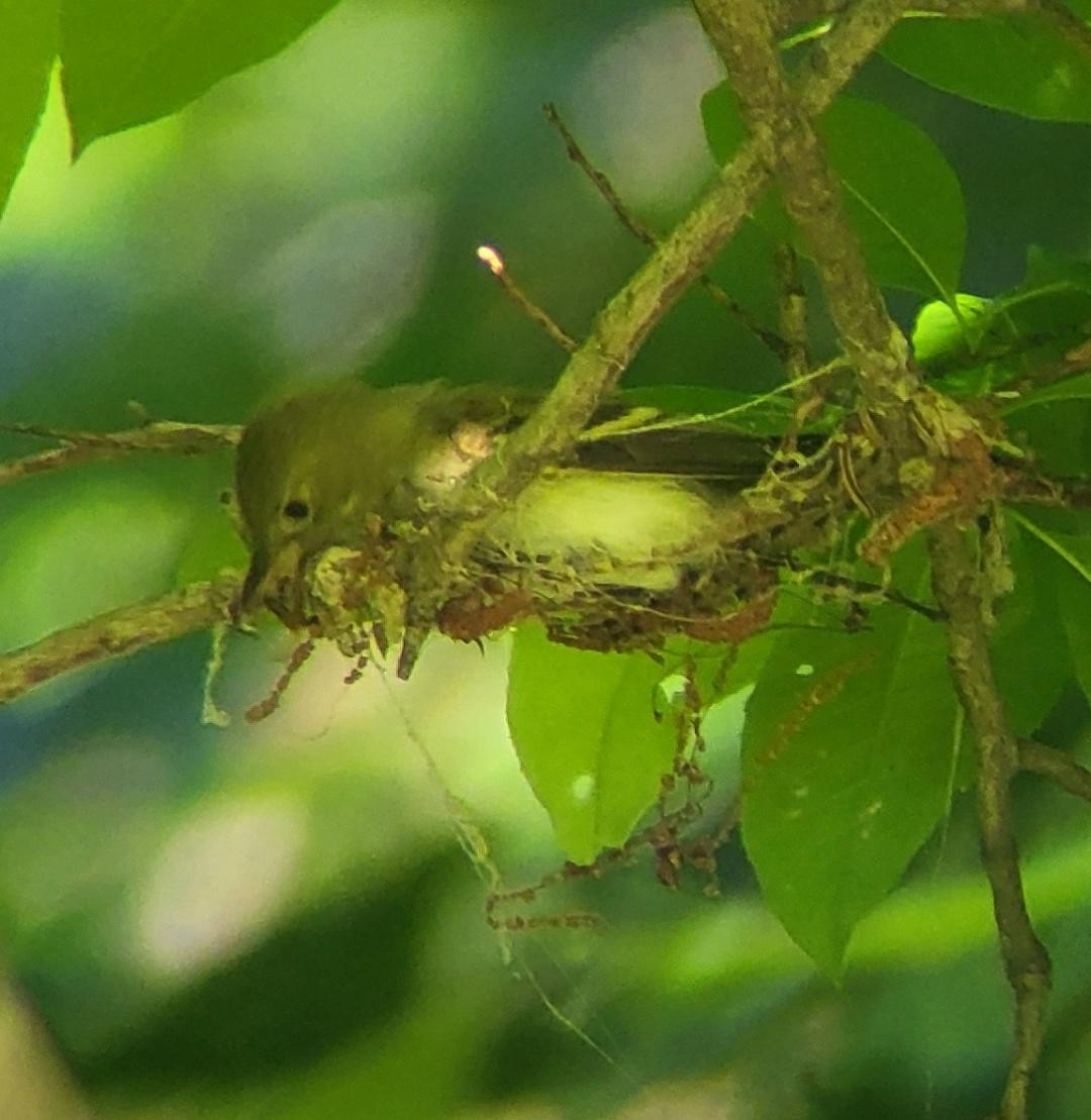 Acadian Flycatcher - ML636183887