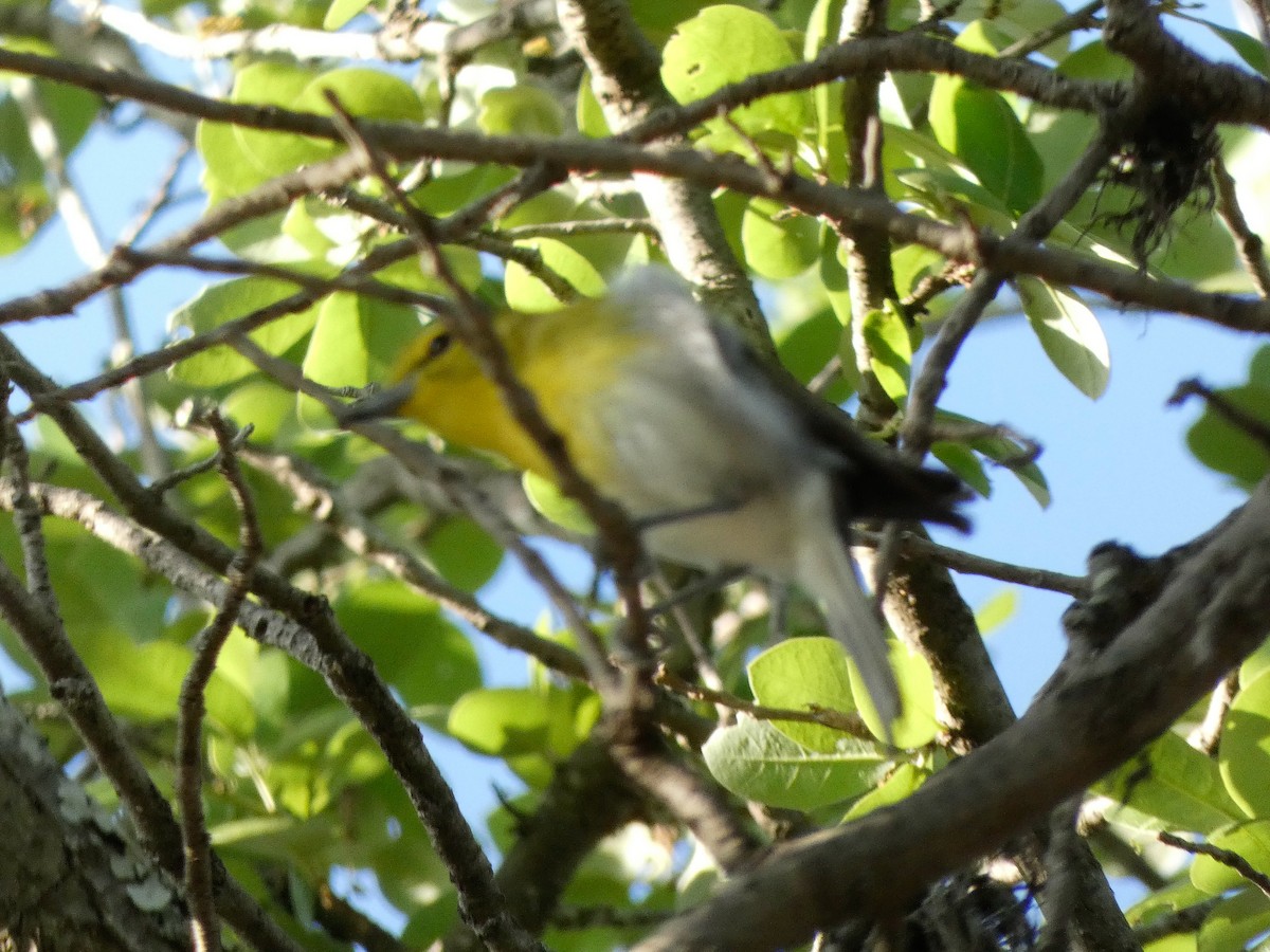 Yellow-throated Vireo - ML636183928