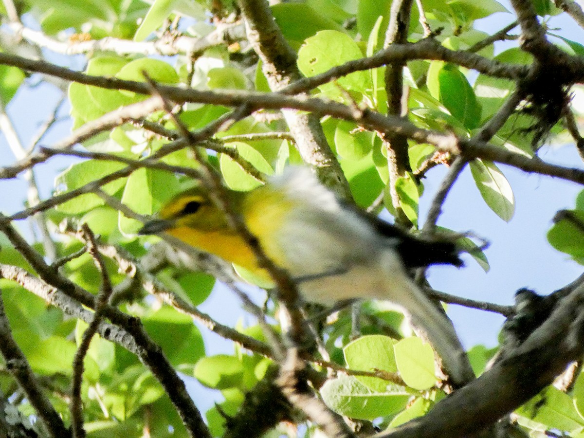 Yellow-throated Vireo - ML636183929