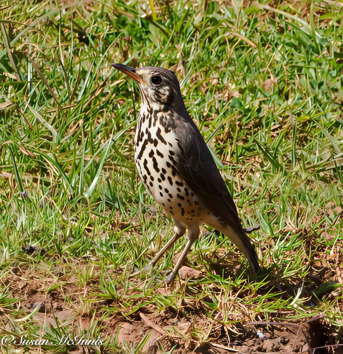 Ethiopian Thrush - ML636183997