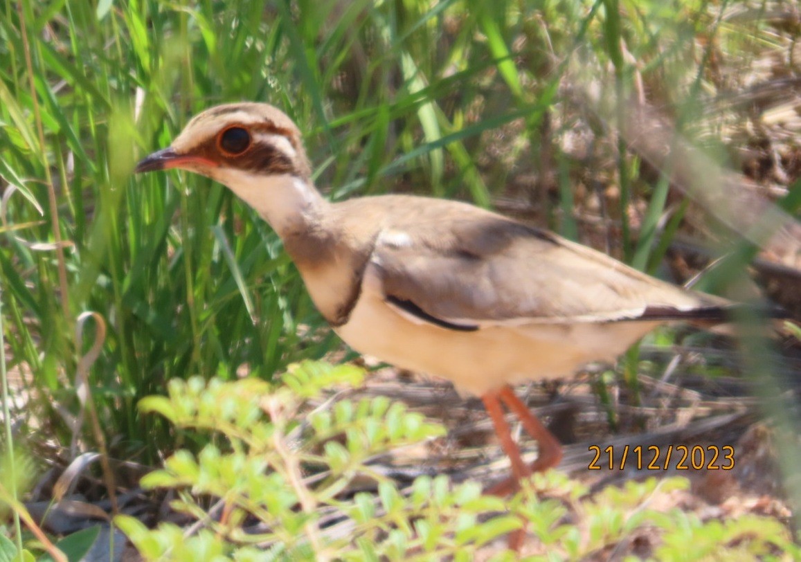 Bronze-winged Courser - ML636184033
