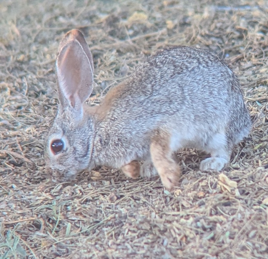 Animals - ML636184072