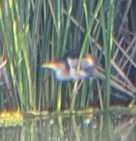 Least Bittern - ML636184112